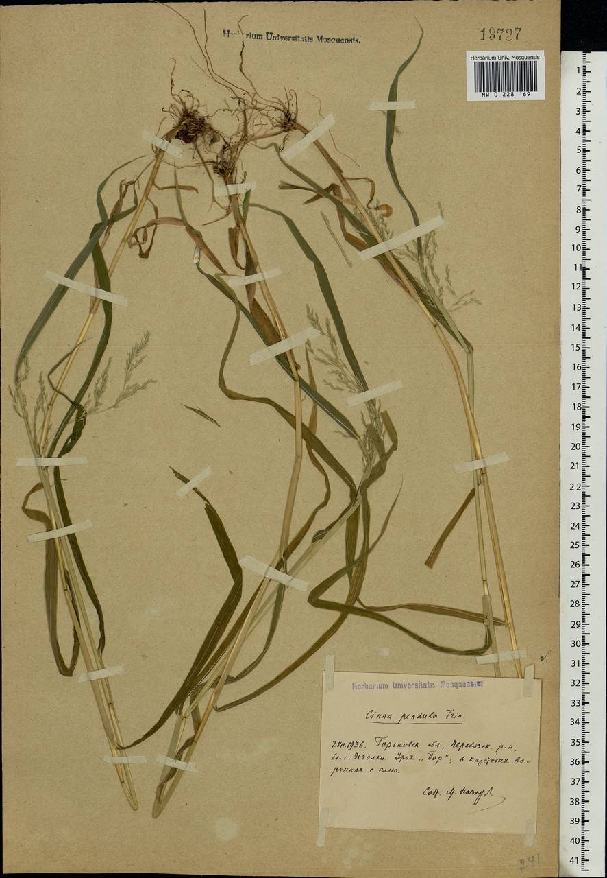 Cinna latifolia (Trevir.) Griseb., Eastern Europe, Volga-Kama region (E7) (Russia)