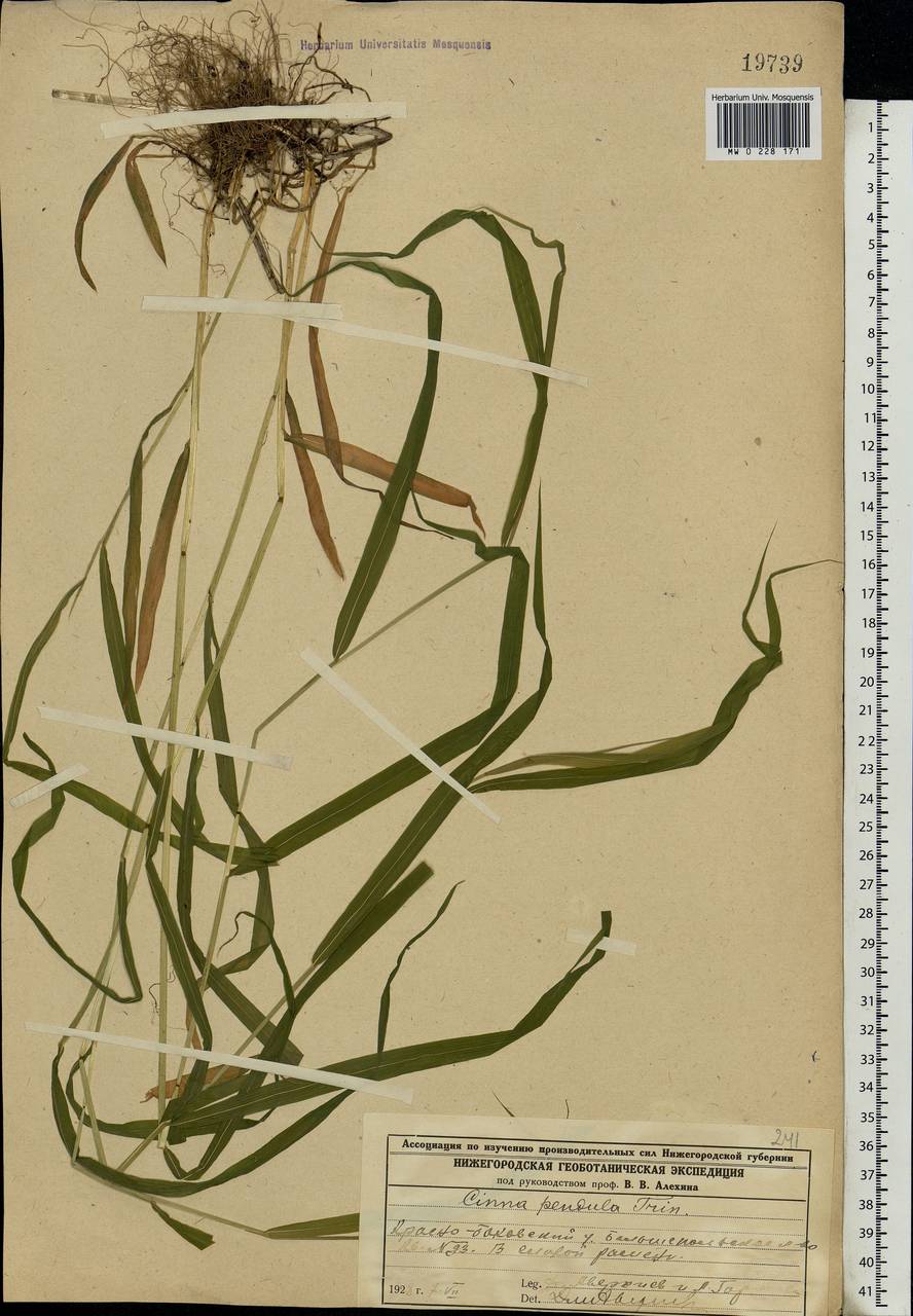 Cinna latifolia (Trevir.) Griseb., Eastern Europe, Volga-Kama region (E7) (Russia)