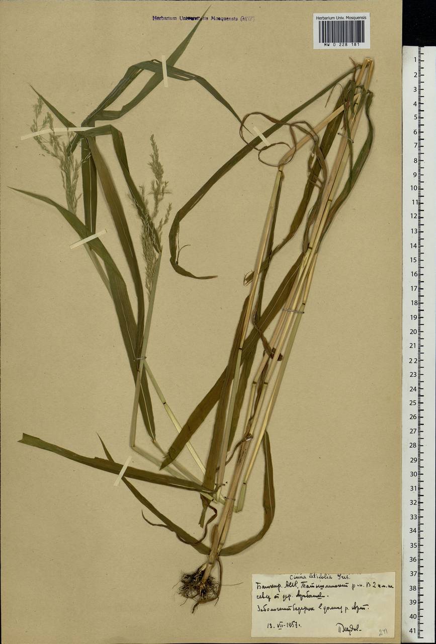 Cinna latifolia (Trevir.) Griseb., Eastern Europe, Eastern region (E10) (Russia)