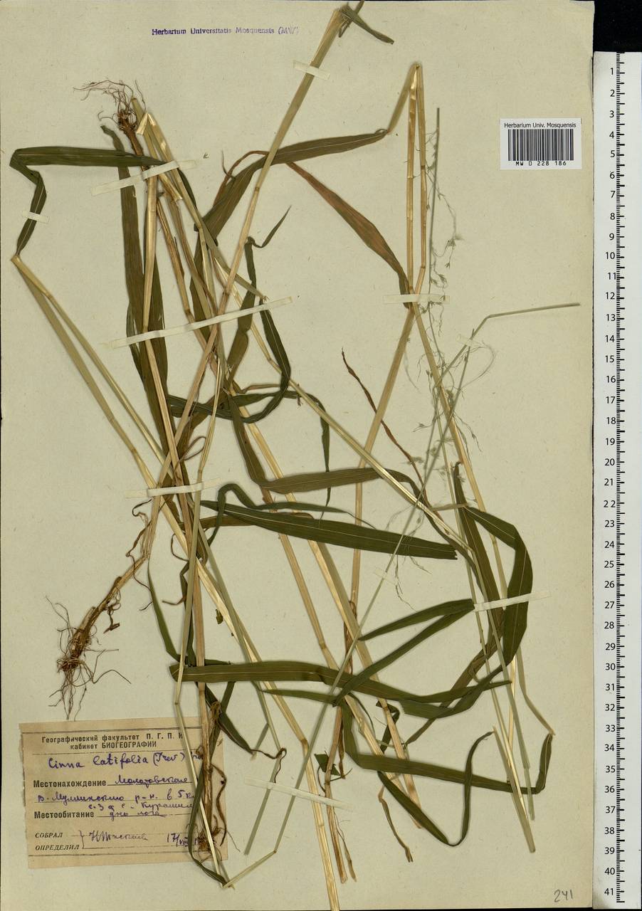 Cinna latifolia (Trevir. ex Göpp.) Griseb., Eastern Europe, Eastern region (E10) (Russia)
