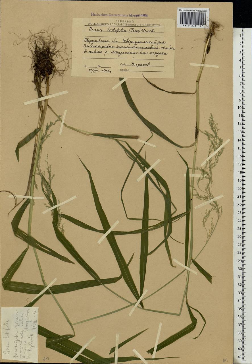 Cinna latifolia (Trevir.) Griseb., Eastern Europe, Eastern region (E10) (Russia)