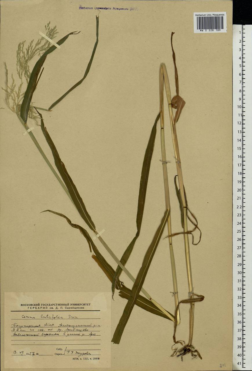 Cinna latifolia (Trevir.) Griseb., Eastern Europe, Eastern region (E10) (Russia)