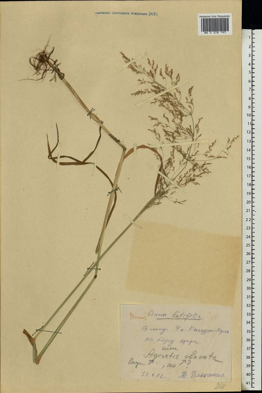 Cinna latifolia (Trevir.) Griseb., Eastern Europe, Eastern region (E10) (Russia)