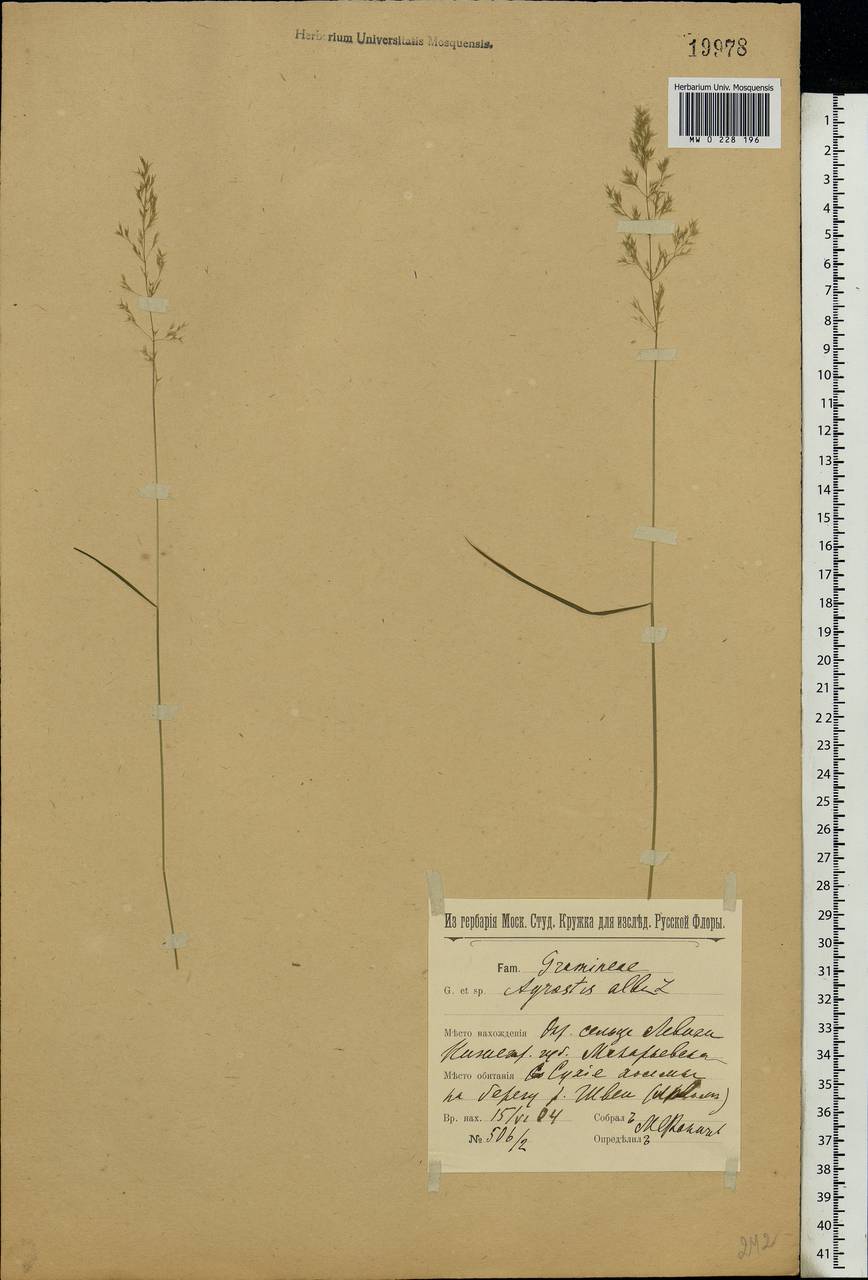 Agrostis, Eastern Europe, Volga-Kama region (E7) (Russia)