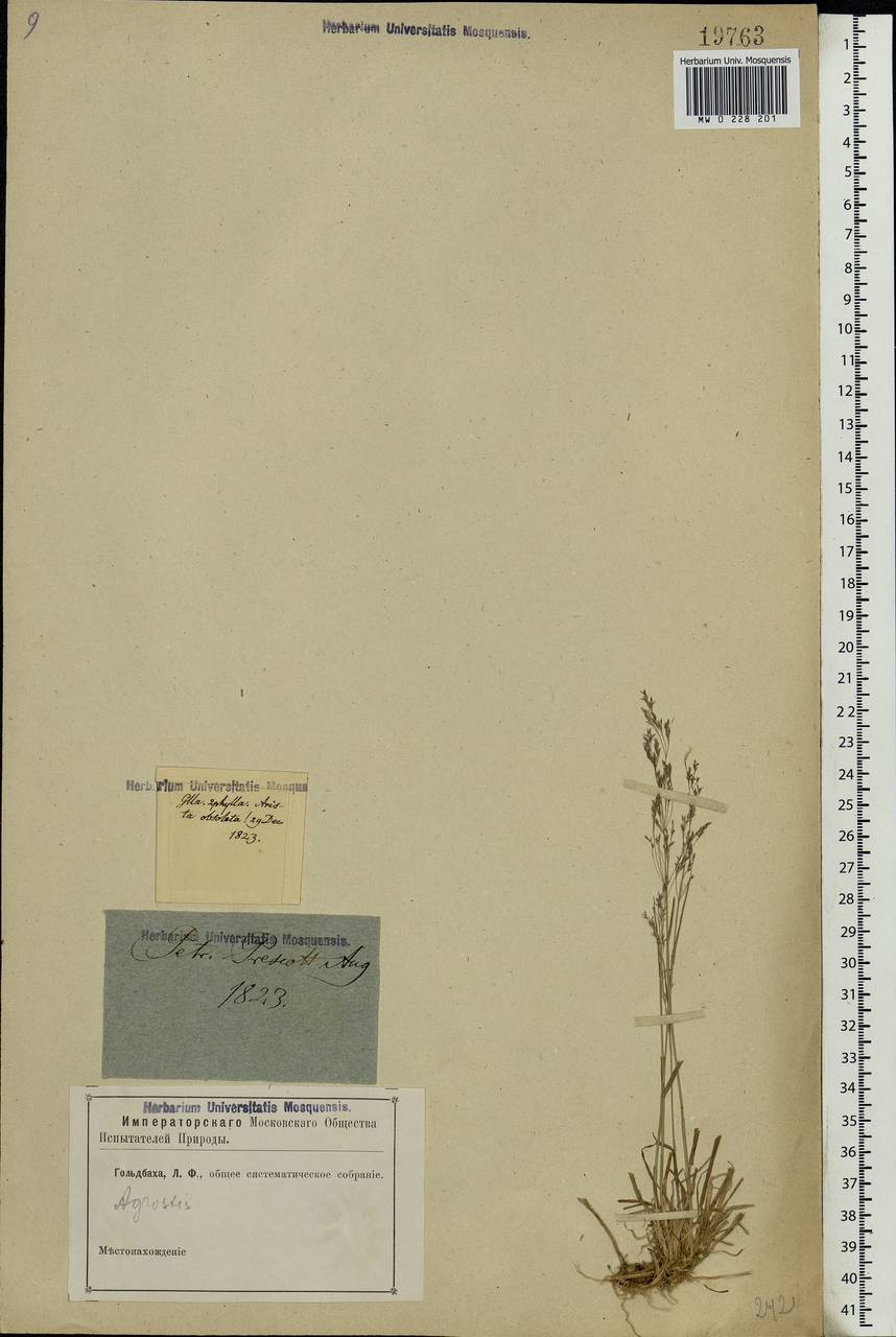 Agrostis, Eastern Europe, North-Western region (E2) (Russia)