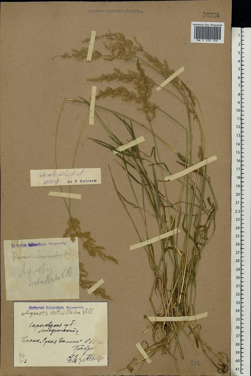 Agrostis, Eastern Europe, North Ukrainian region (E11) (Ukraine)