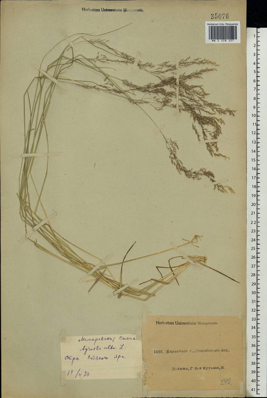 Agrostis, Eastern Europe, North Ukrainian region (E11) (Ukraine)