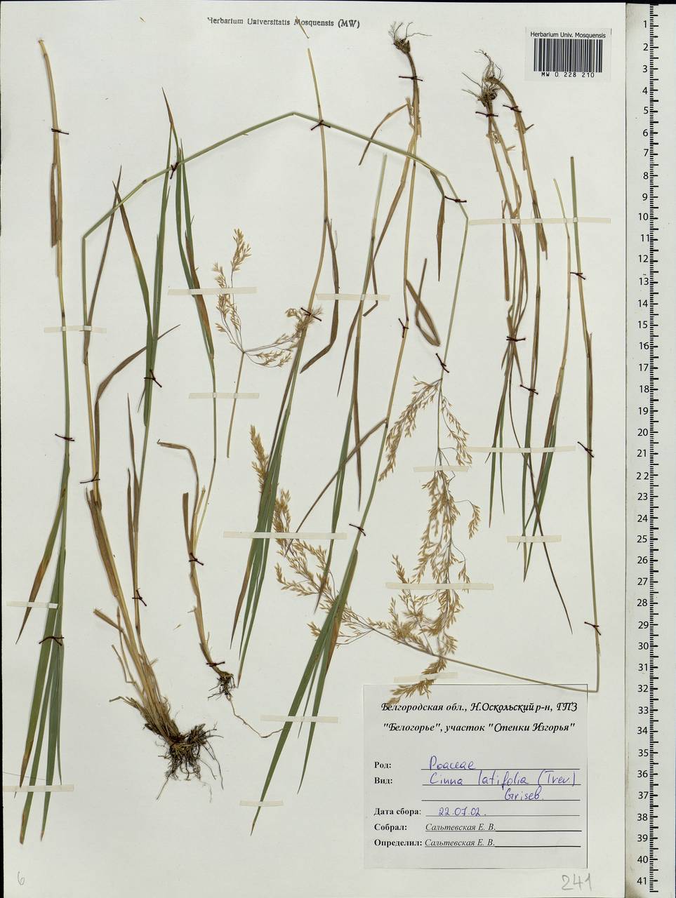 Agrostis, Eastern Europe, Central forest-and-steppe region (E6) (Russia)