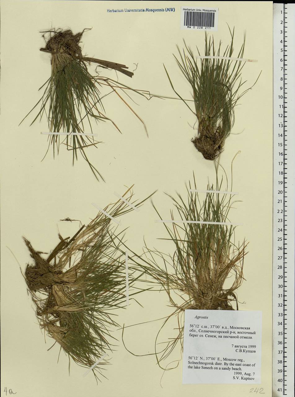 Agrostis, Eastern Europe, Moscow region (E4a) (Russia)
