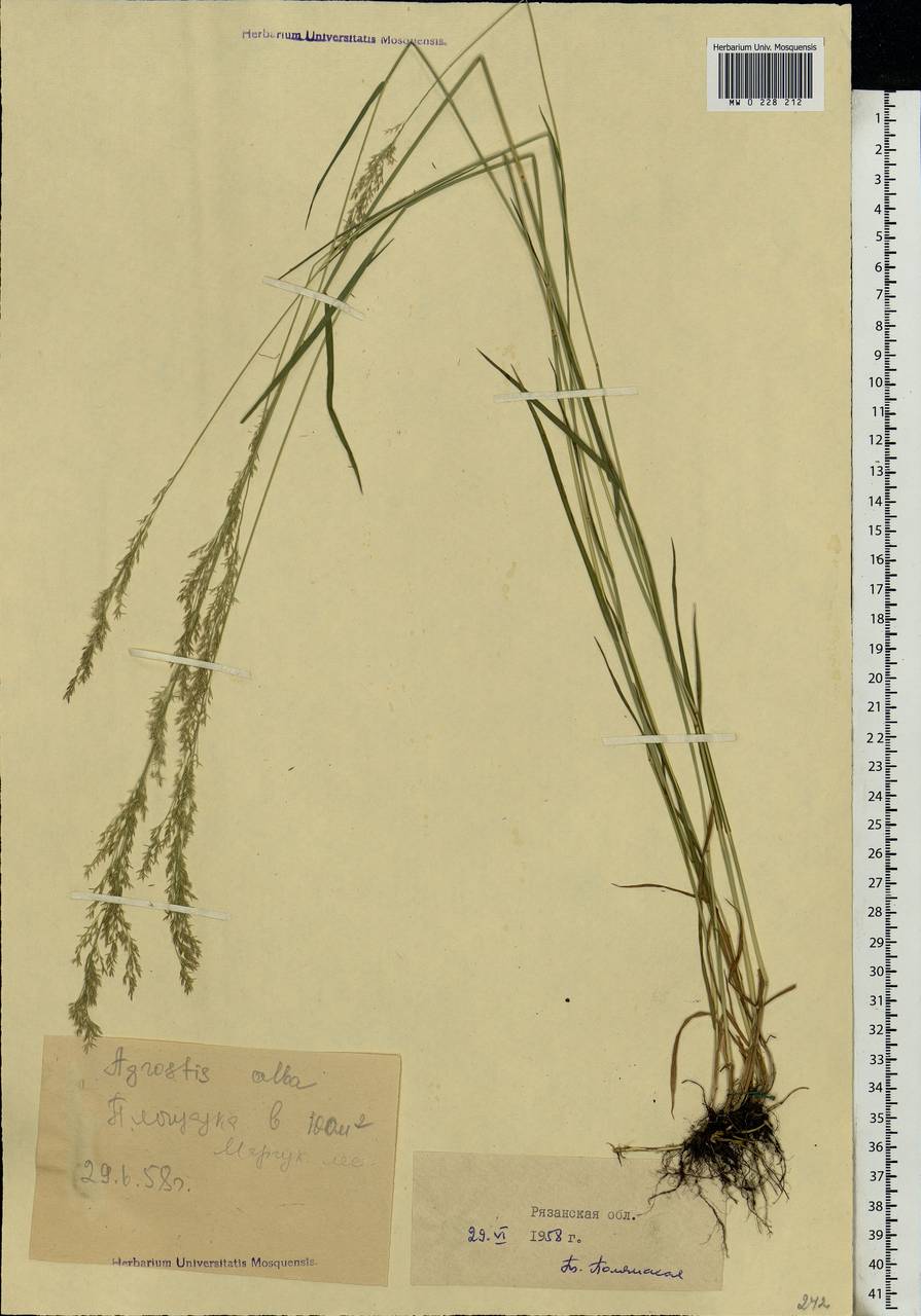 Agrostis, Eastern Europe, Central region (E4) (Russia)