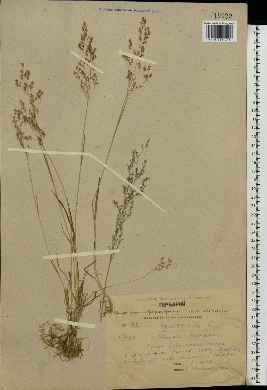 Agrostis, Eastern Europe, Central forest region (E5) (Russia)