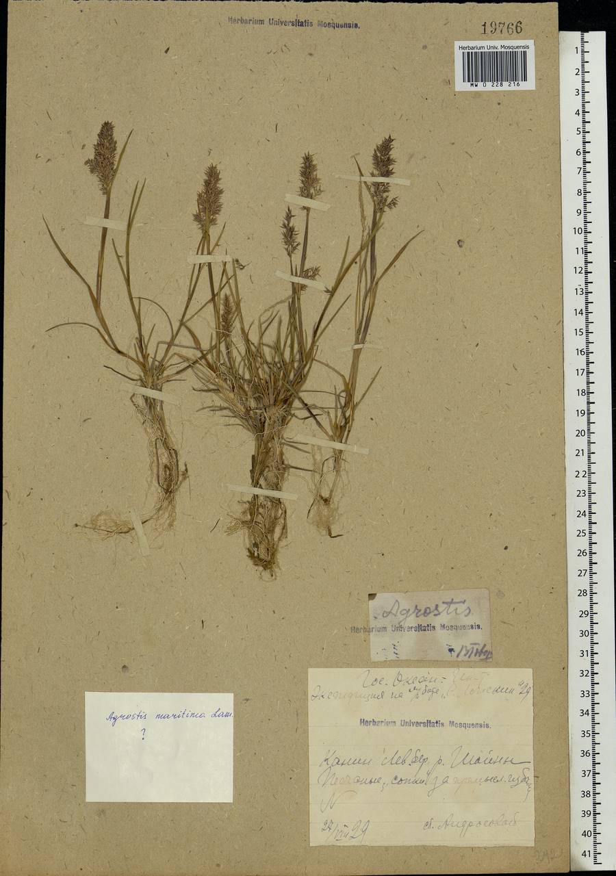 Agrostis, Eastern Europe, Northern region (E1) (Russia)