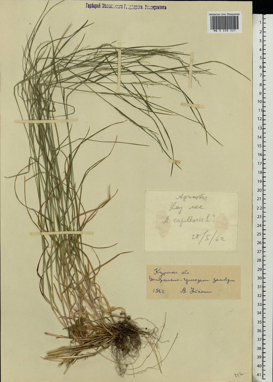 Agrostis, Eastern Europe, Central forest-and-steppe region (E6) (Russia)