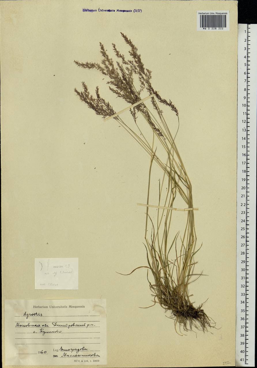 Agrostis, Eastern Europe, Moscow region (E4a) (Russia)