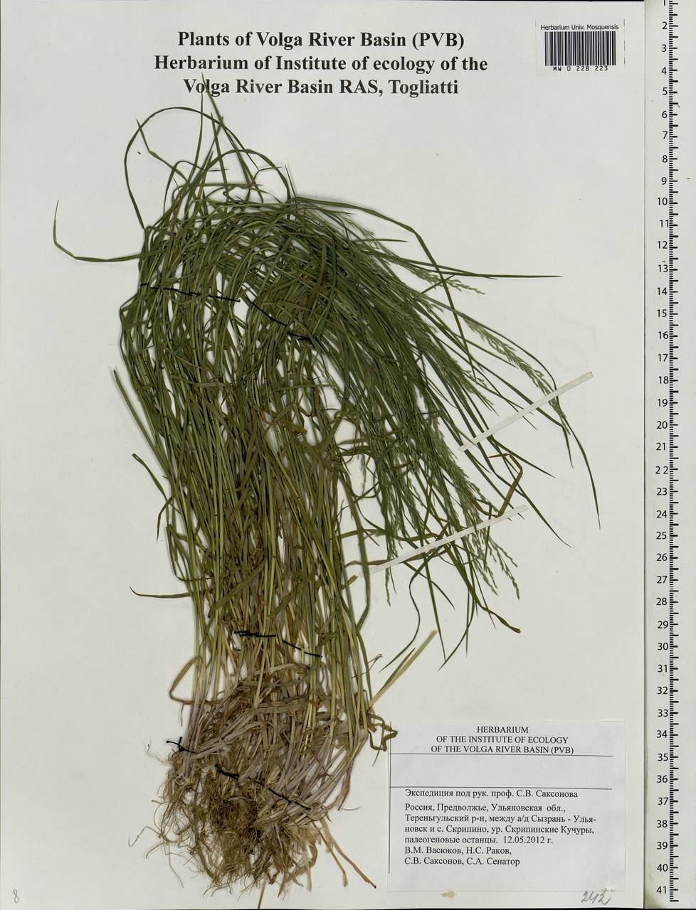 Agrostis, Eastern Europe, Middle Volga region (E8) (Russia)