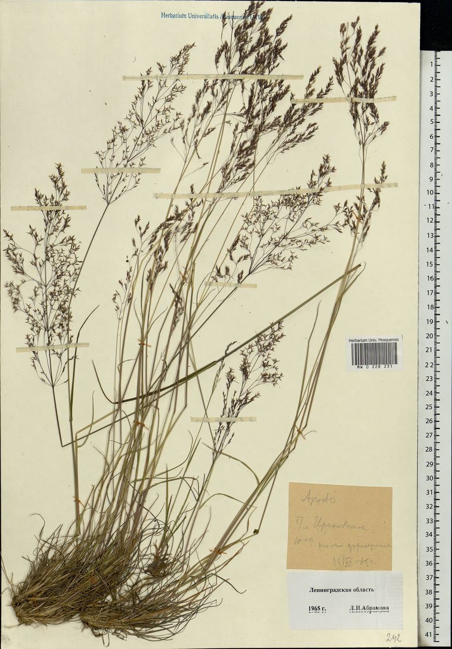 Agrostis, Eastern Europe, North-Western region (E2) (Russia)