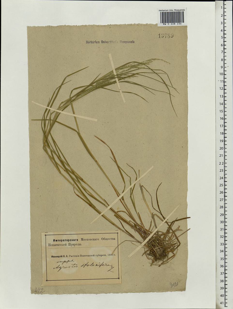 Agrostis, Eastern Europe, Northern region (E1) (Russia)