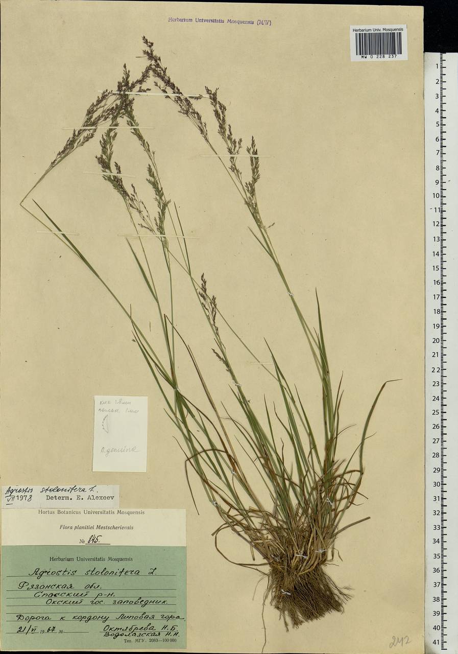 Agrostis, Eastern Europe, Central region (E4) (Russia)