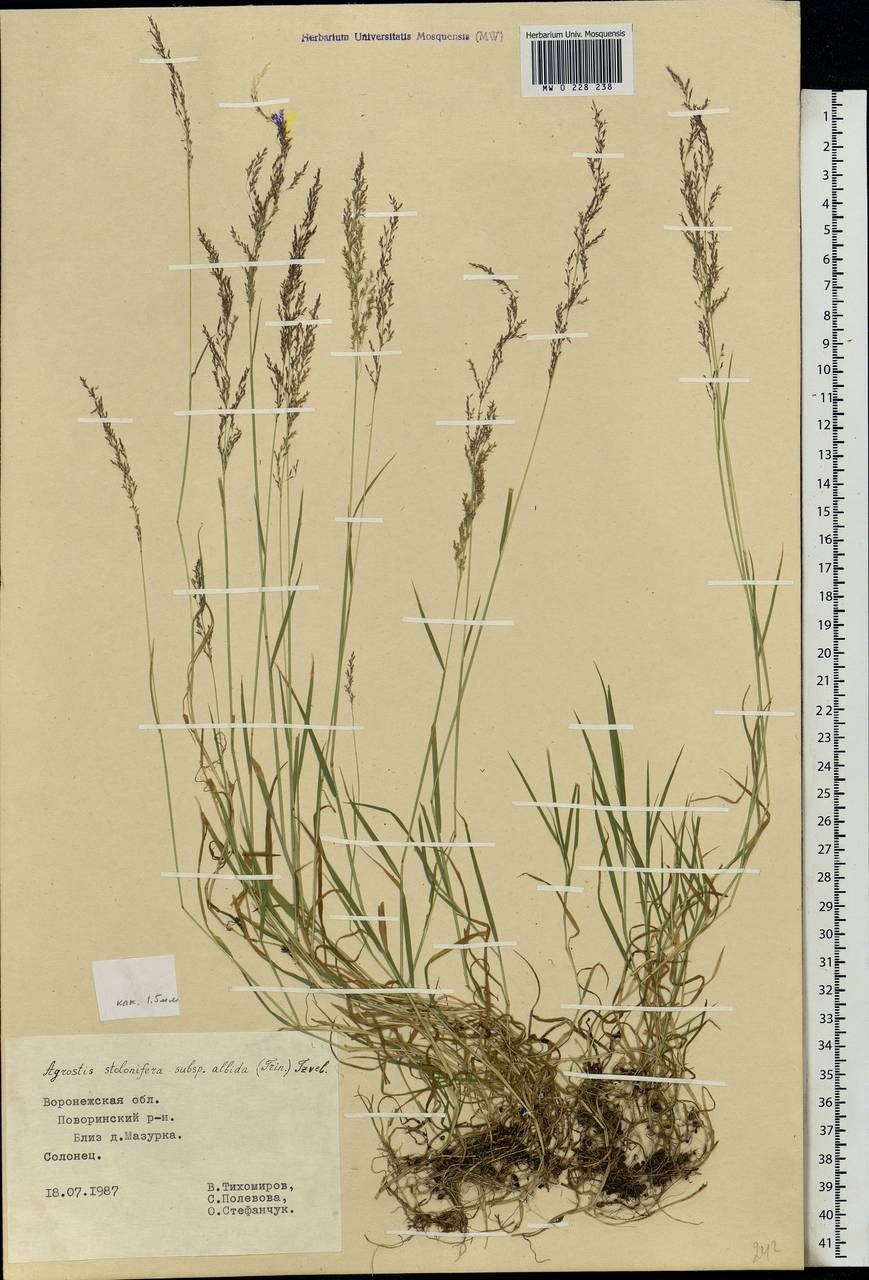 Agrostis, Eastern Europe, Central forest-and-steppe region (E6) (Russia)