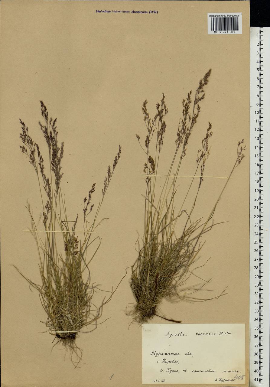 Agrostis mertensii Trin., Eastern Europe, Northern region (E1) (Russia)