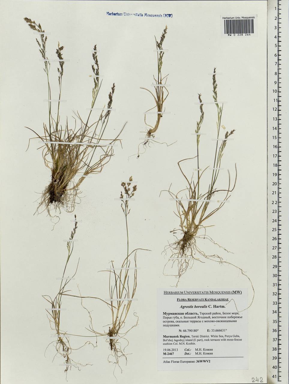 Agrostis mertensii Trin., Eastern Europe, Northern region (E1) (Russia)