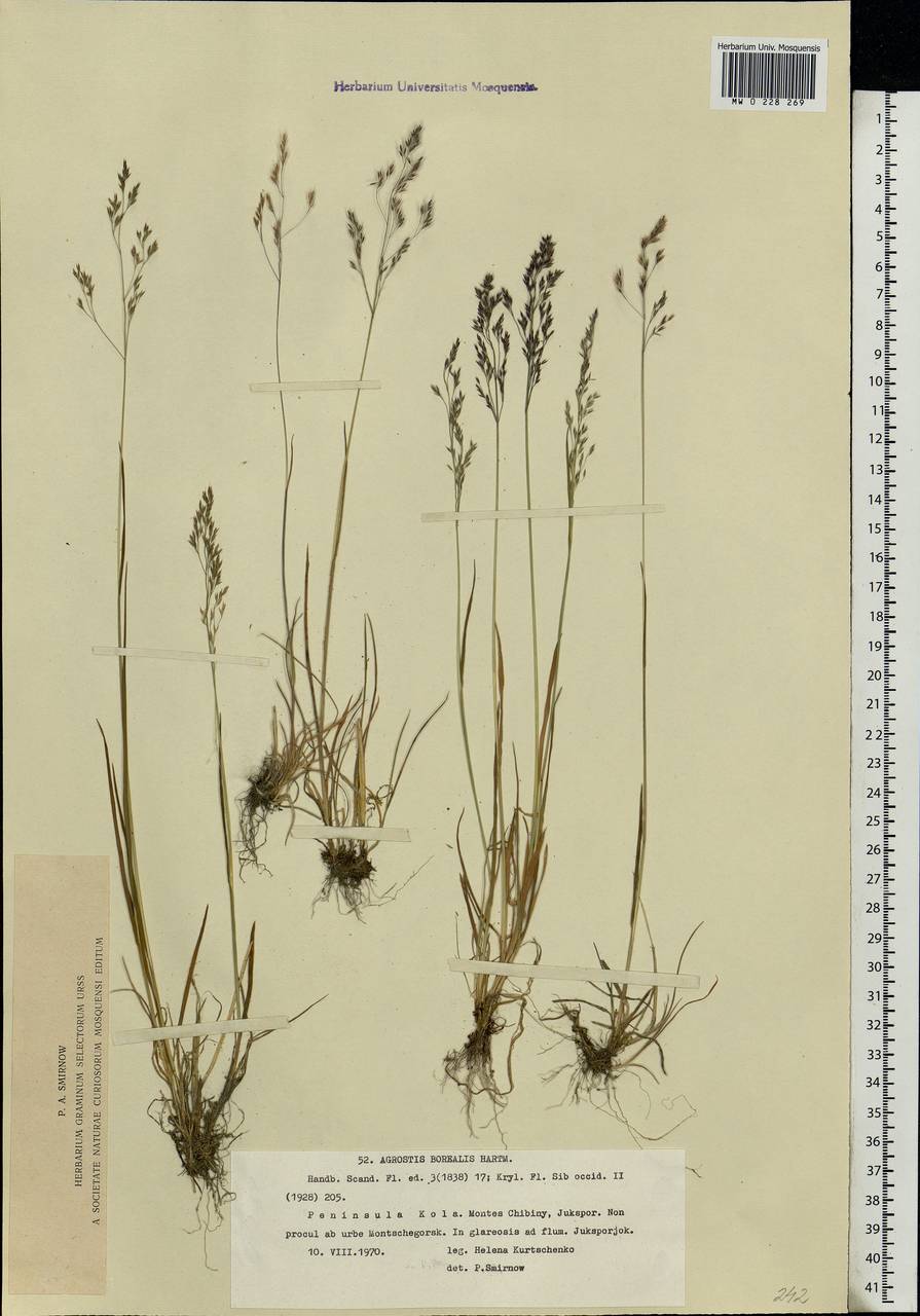 Agrostis mertensii Trin., Eastern Europe, Northern region (E1) (Russia)