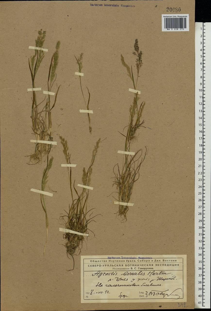 Agrostis mertensii Trin., Eastern Europe, Northern region (E1) (Russia)