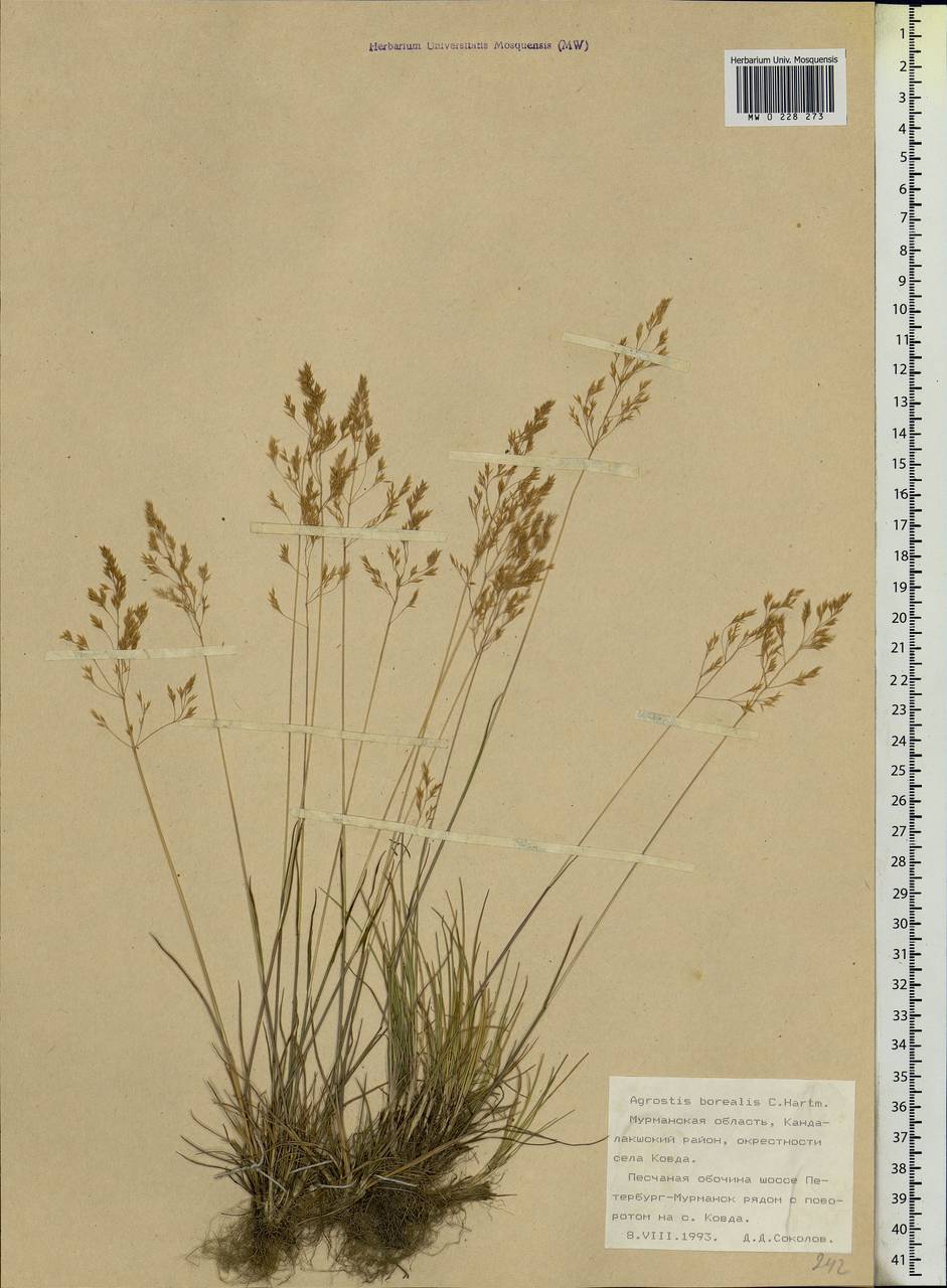 Agrostis mertensii Trin., Eastern Europe, Northern region (E1) (Russia)