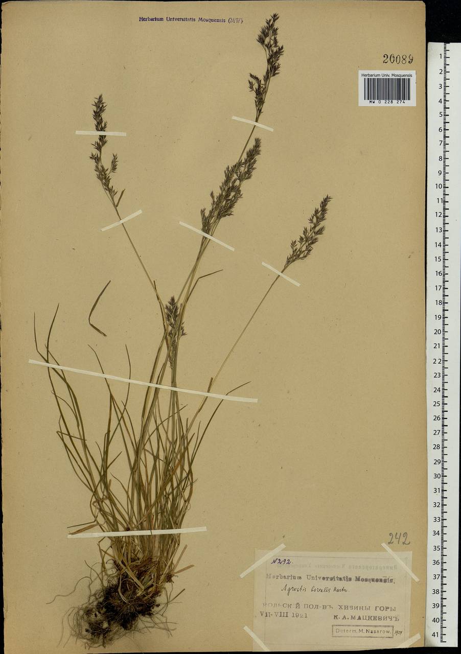 Agrostis mertensii Trin., Eastern Europe, Northern region (E1) (Russia)