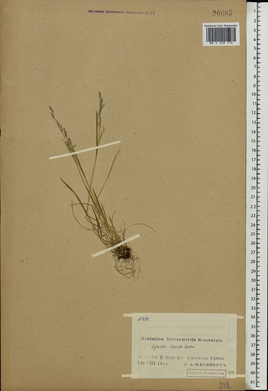 Agrostis mertensii Trin., Eastern Europe, Northern region (E1) (Russia)