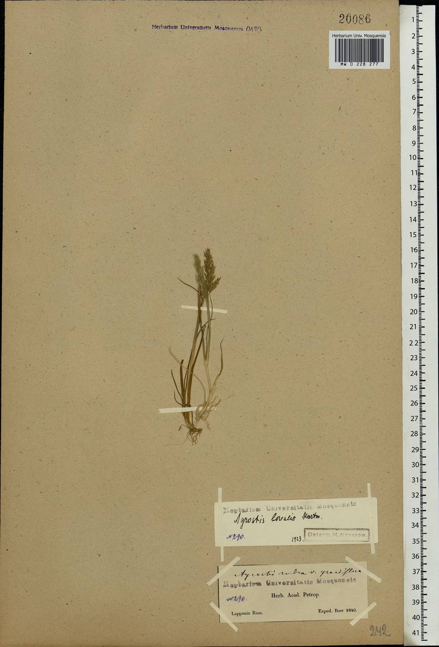 Agrostis mertensii Trin., Eastern Europe, Northern region (E1) (Russia)