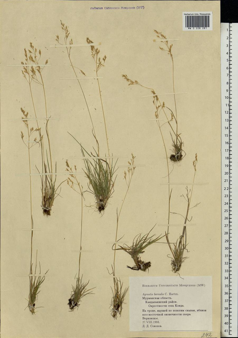 Agrostis mertensii Trin., Eastern Europe, Northern region (E1) (Russia)