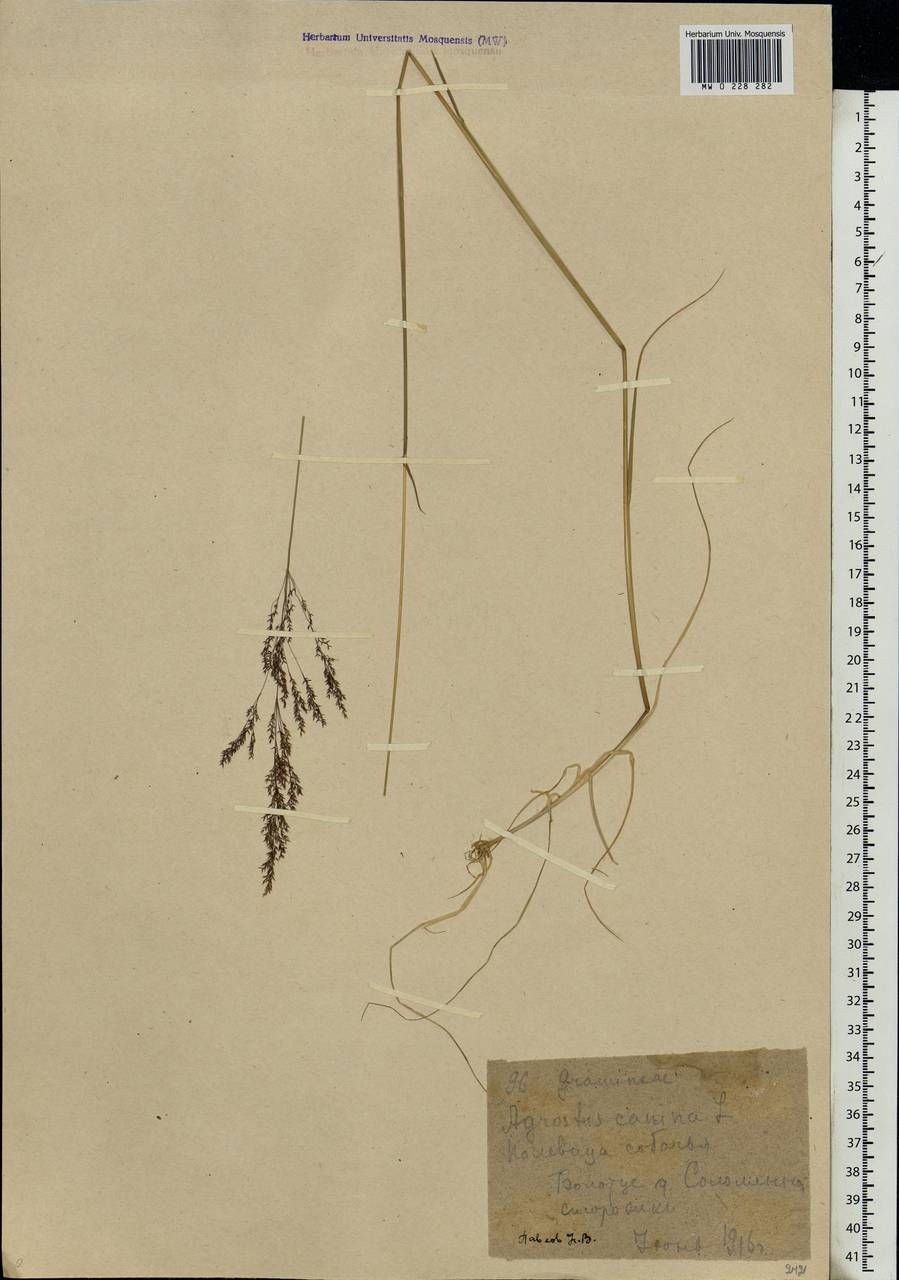 Agrostis canina L., Eastern Europe, Moscow region (E4a) (Russia)