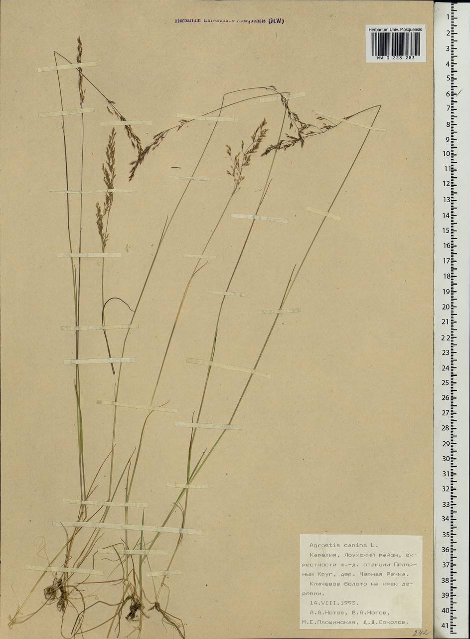 Agrostis canina L., Eastern Europe, Northern region (E1) (Russia)