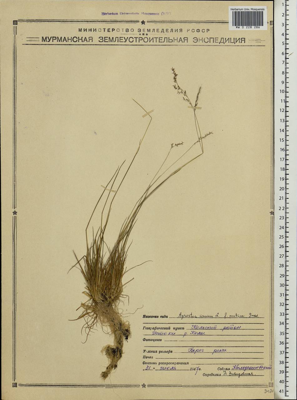 Agrostis canina L., Eastern Europe, Northern region (E1) (Russia)