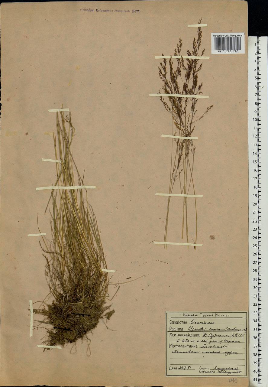 Agrostis canina L., Eastern Europe, Northern region (E1) (Russia)