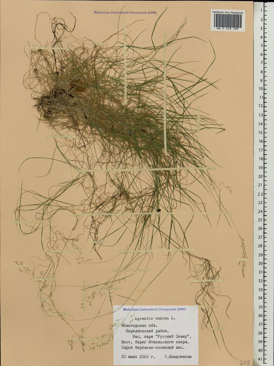 Agrostis canina L., Eastern Europe, Northern region (E1) (Russia)