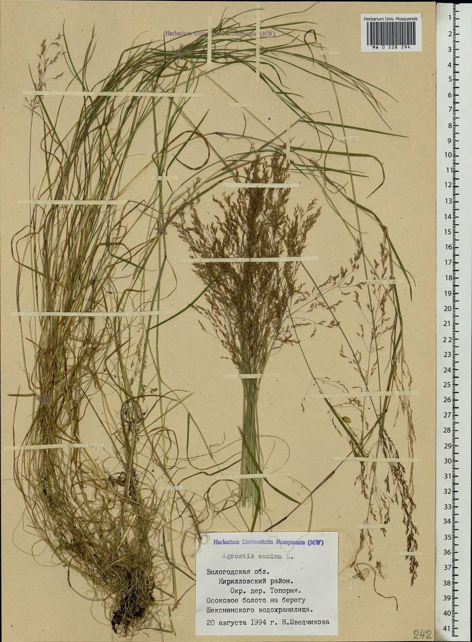 Agrostis canina L., Eastern Europe, Northern region (E1) (Russia)