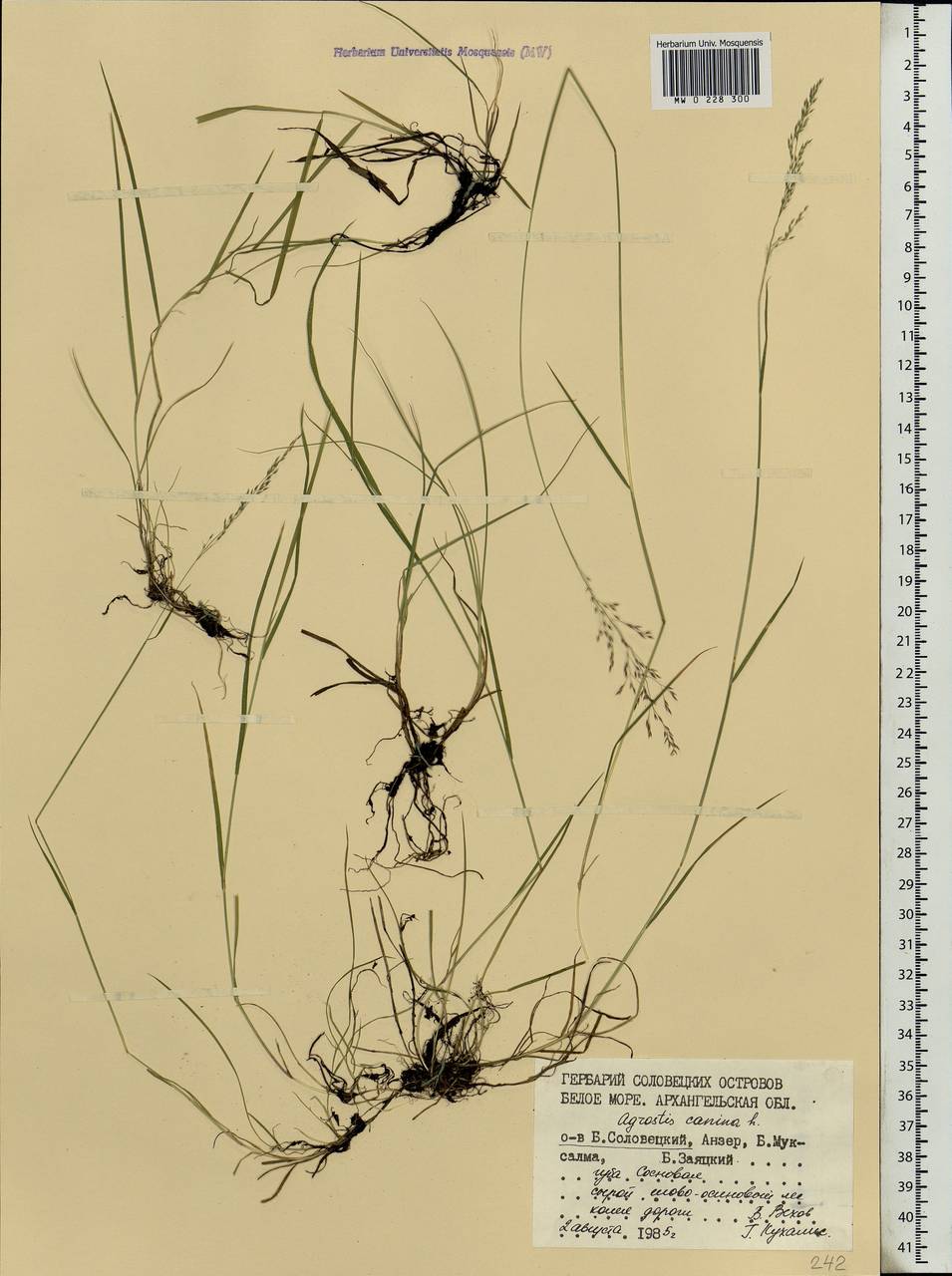 Agrostis canina L., Eastern Europe, Northern region (E1) (Russia)