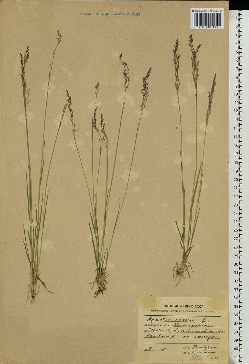 Agrostis canina L., Eastern Europe, Northern region (E1) (Russia)