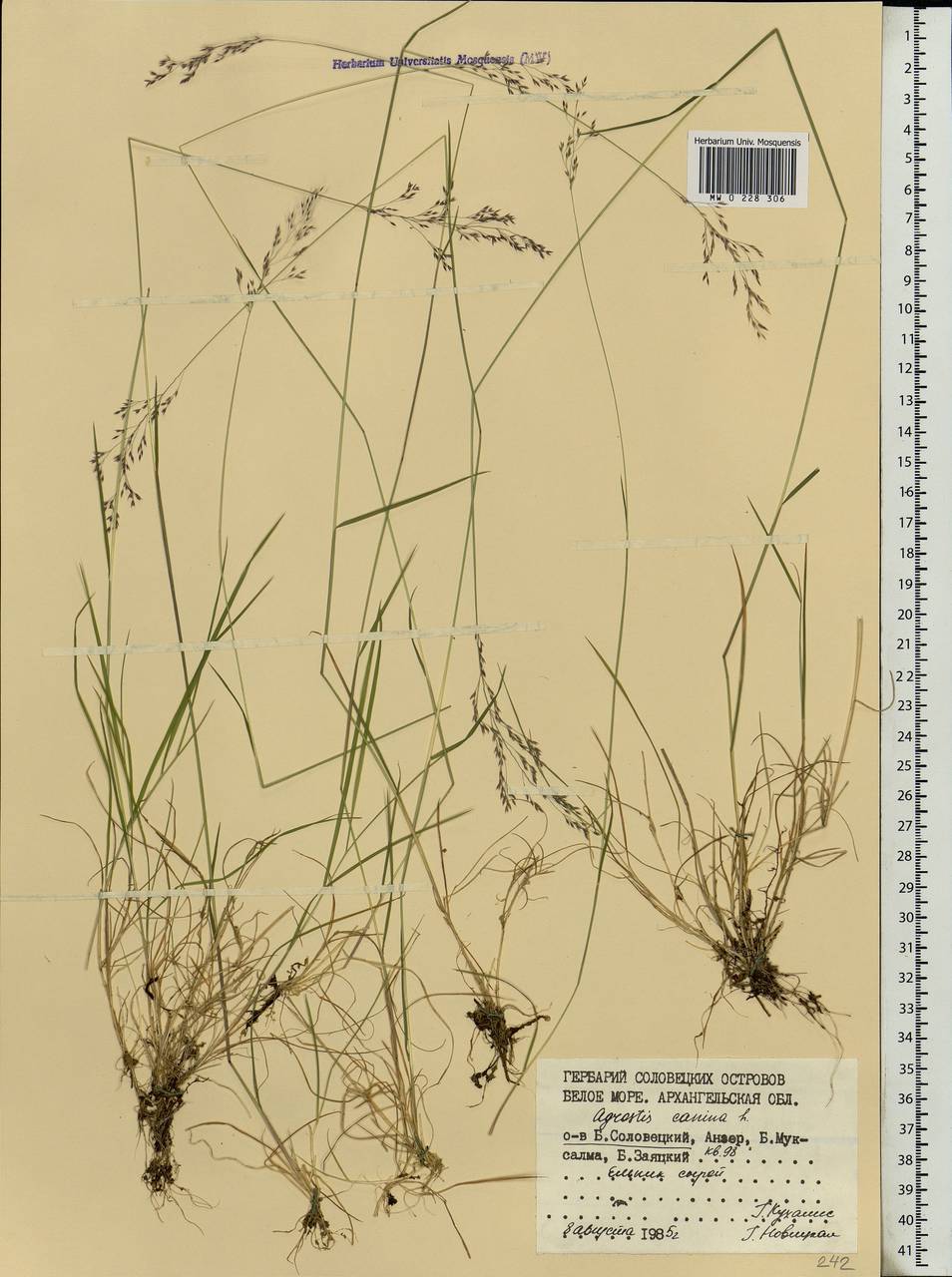 Agrostis canina L., Eastern Europe, Northern region (E1) (Russia)