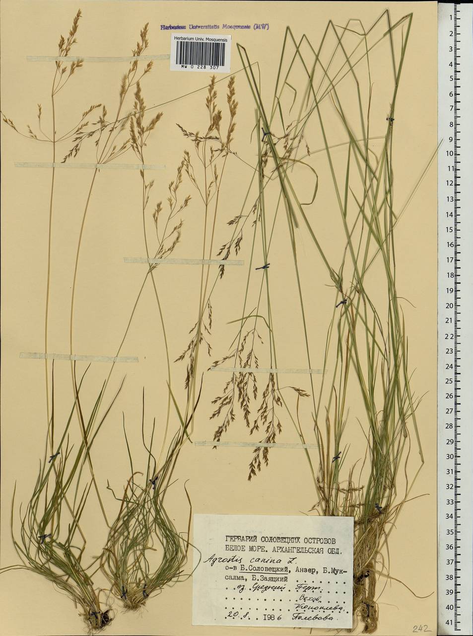 Agrostis canina L., Eastern Europe, Northern region (E1) (Russia)