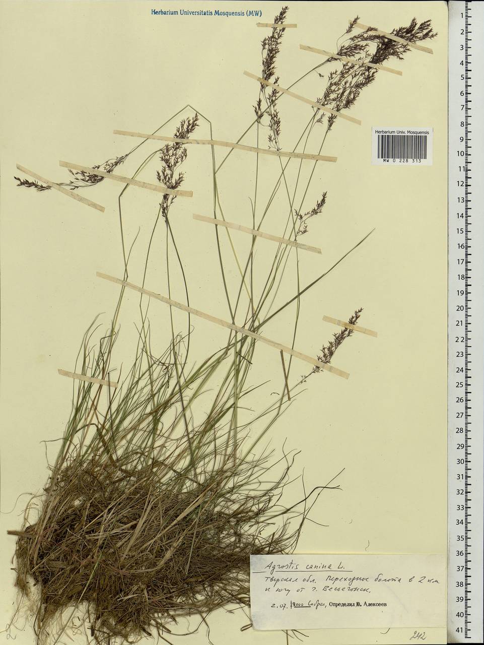 Agrostis canina L., Eastern Europe, North-Western region (E2) (Russia)