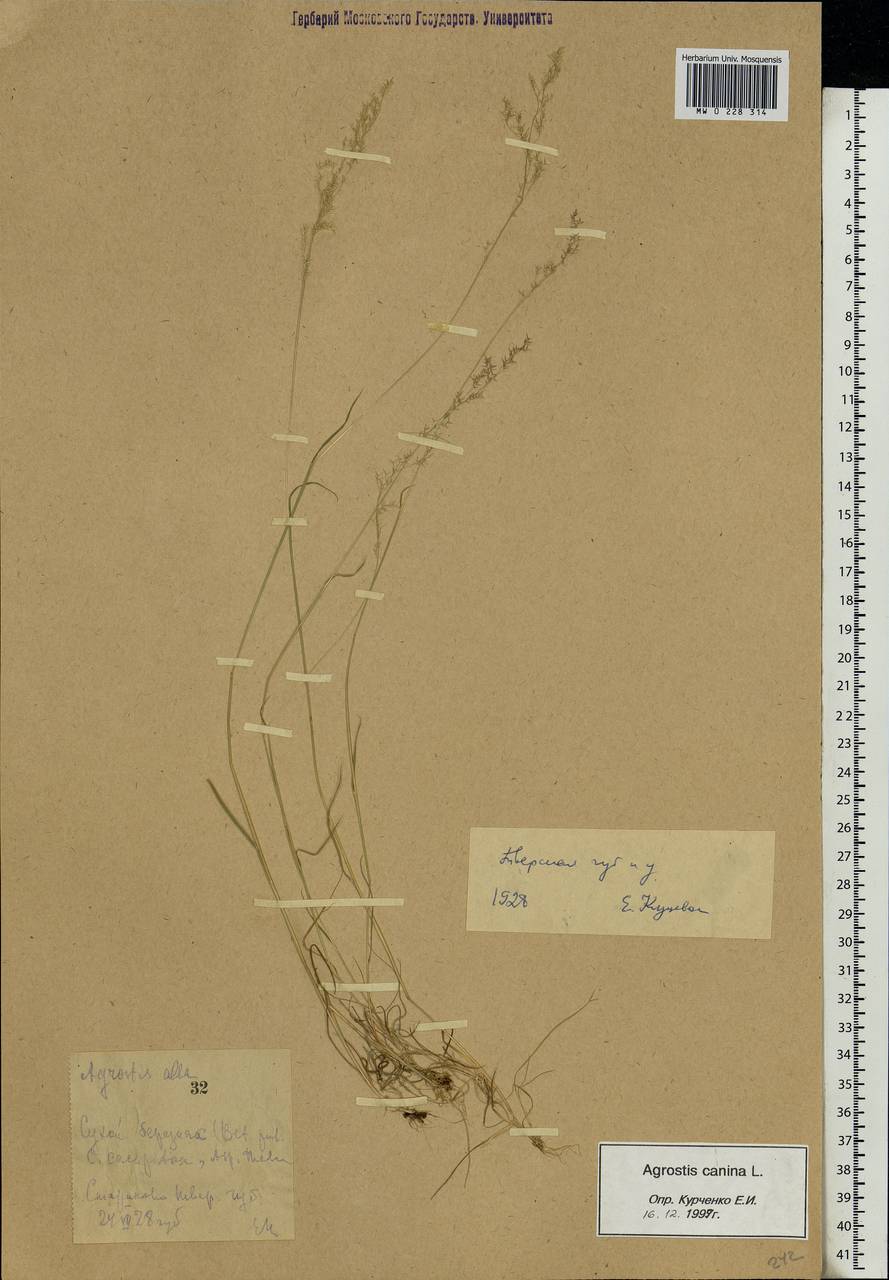 Agrostis canina L., Eastern Europe, North-Western region (E2) (Russia)