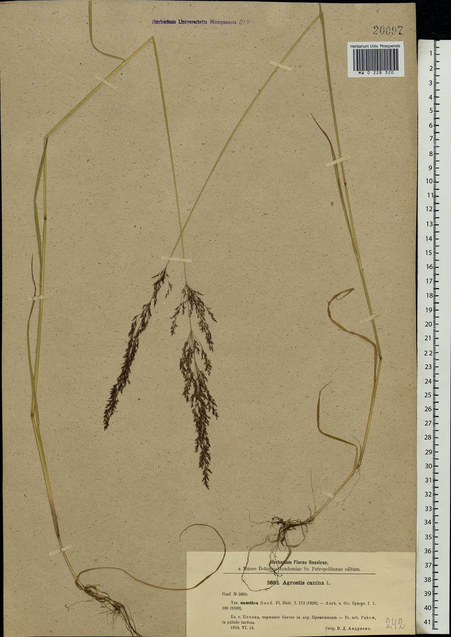 Agrostis canina L., Eastern Europe, North-Western region (E2) (Russia)