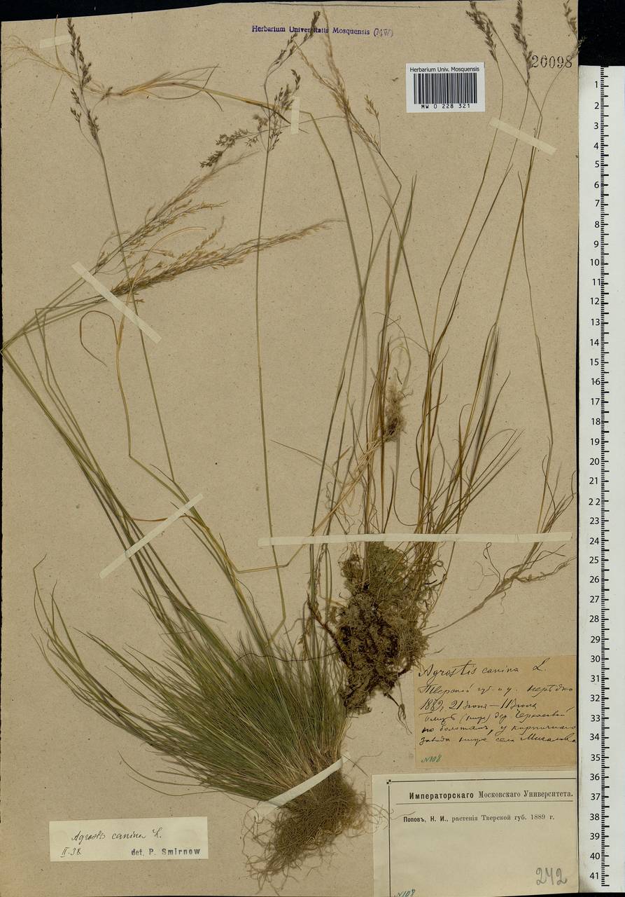 Agrostis canina L., Eastern Europe, North-Western region (E2) (Russia)