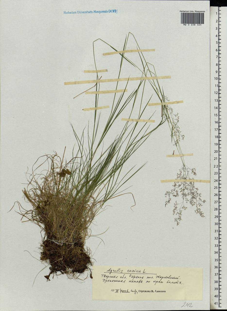 Agrostis canina L., Eastern Europe, North-Western region (E2) (Russia)