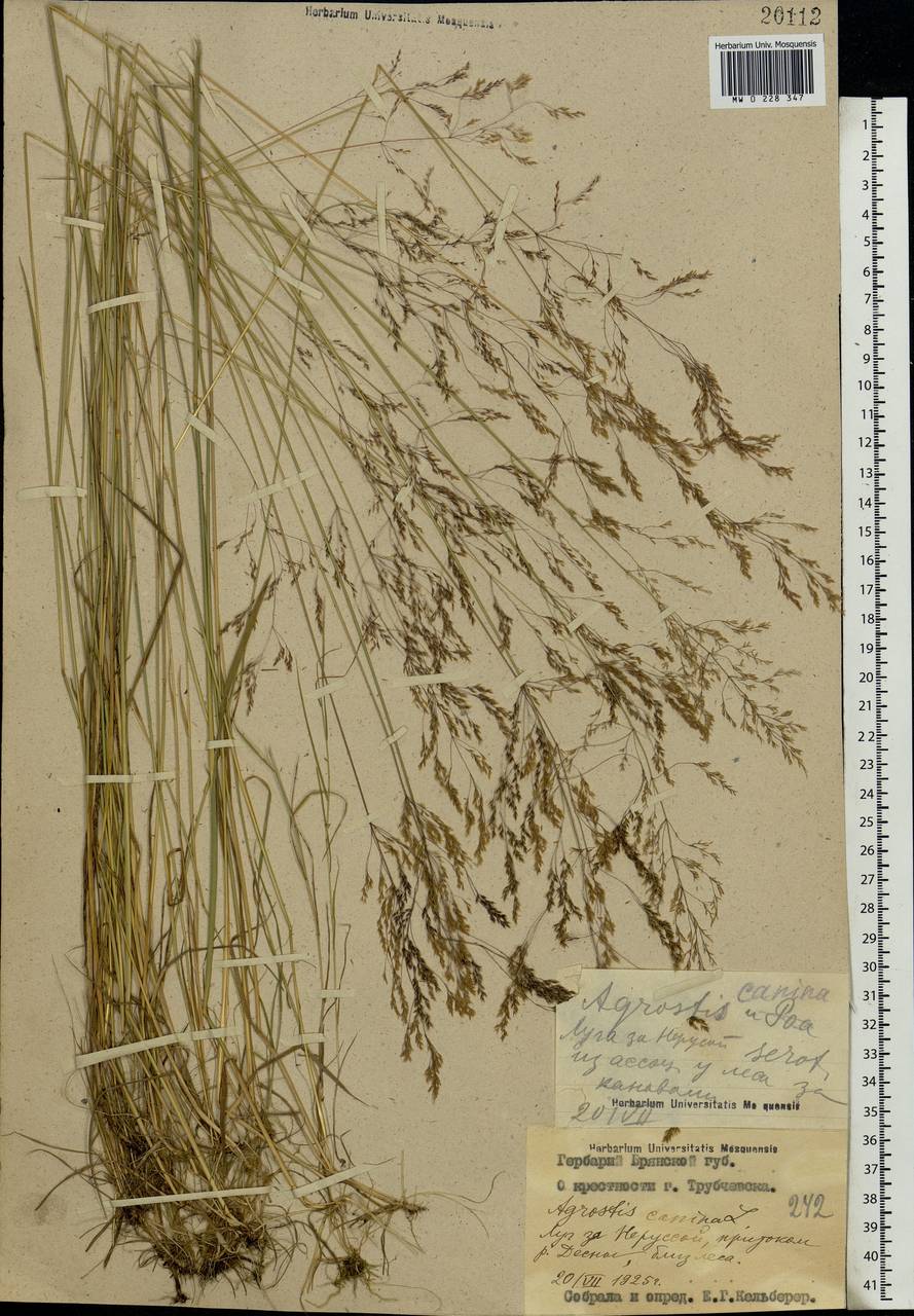 Agrostis canina L., Eastern Europe, Western region (E3) (Russia)