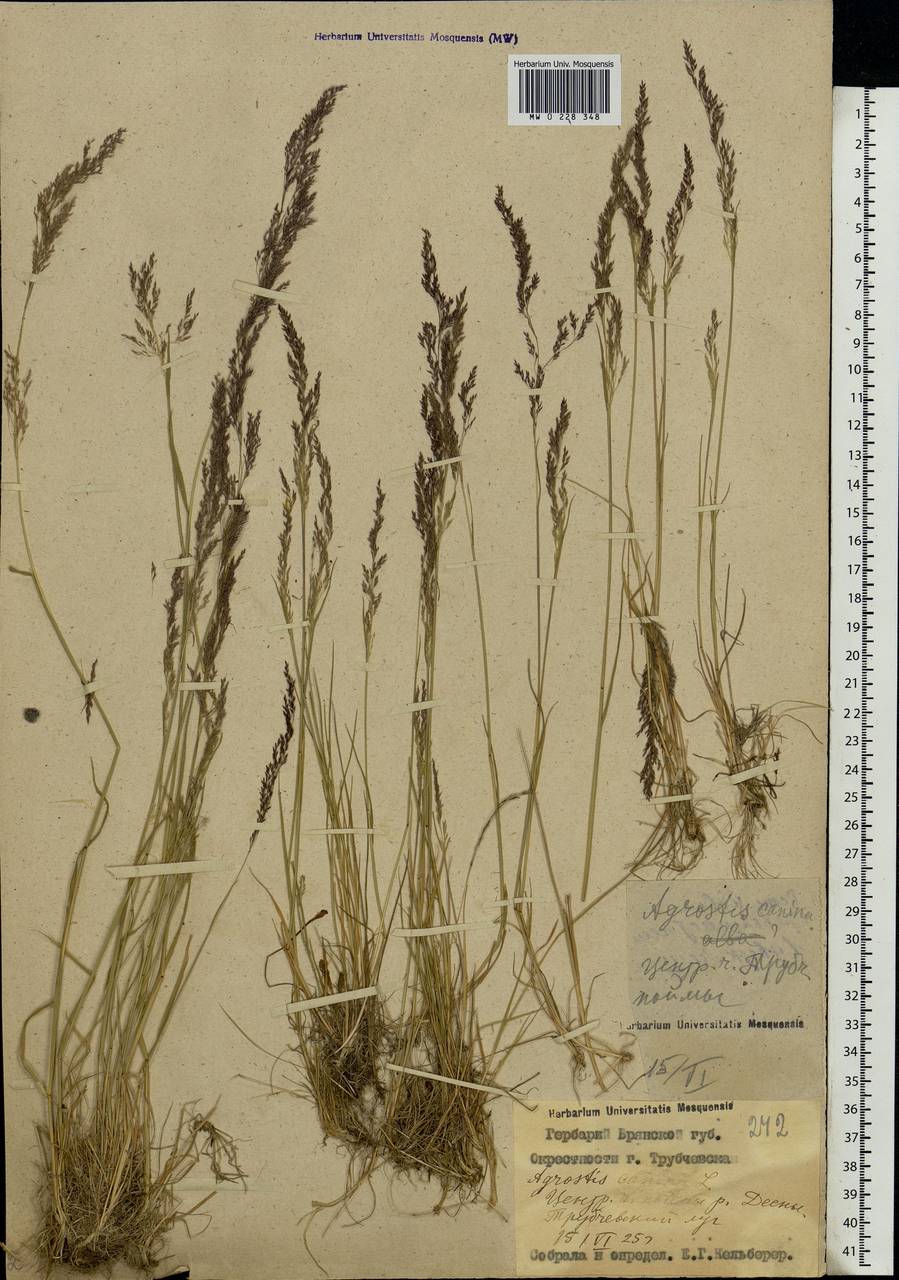 Agrostis canina L., Eastern Europe, Western region (E3) (Russia)