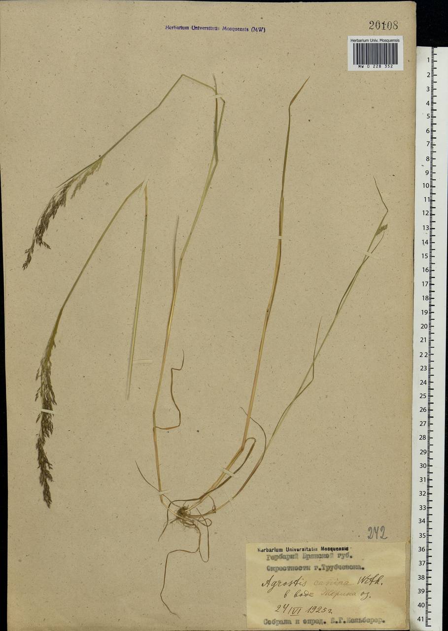Agrostis canina L., Eastern Europe, Western region (E3) (Russia)